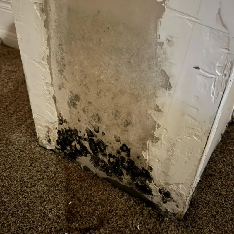 Professional Mold Removal in Sullivan, IL